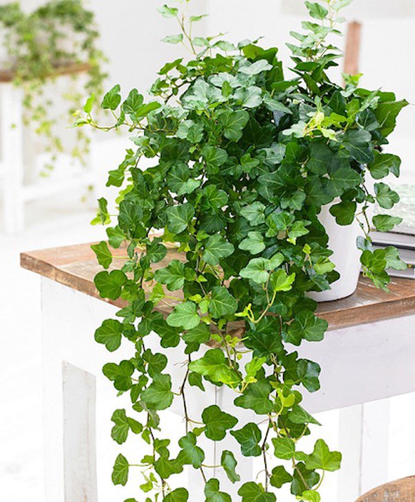 9 Loại cây Phong Thủy trồng trong nhà mang lại tài lộc và sức khỏe  Cây  trồng trong nhà  Cây phong thủy