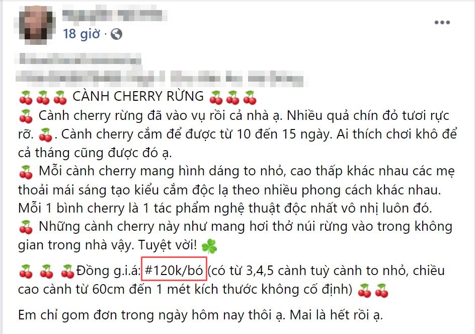 Rộ “cơn sốt” cắm cherry rừng giá 150k được 5 cành nhỏ nhắn, lá và quả sai trĩu ai cũng phải thốt lên: “Rẻ mà đẹp” - Ảnh 3.