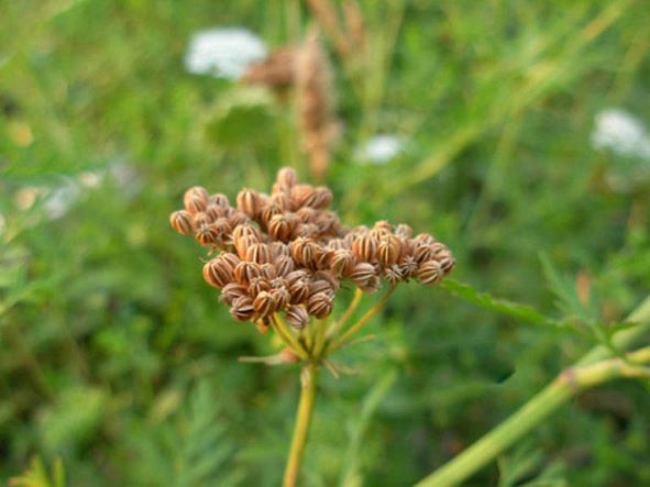 Xà sàng tử - ôn thận tráng dương, bảo bối của đấng mày râu - Ảnh 2.