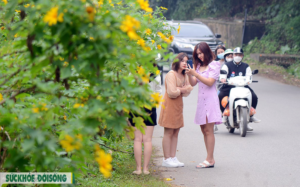 Giới trẻ mê mẩn với hoa dã quỳ vàng rực tại Ba Vì, Hà Nội   - Ảnh 11.