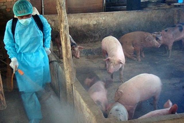 Lao đao vì dịch tả lợn châu Phi, người chăn nuôi mong ngóng vaccine - Ảnh 2.