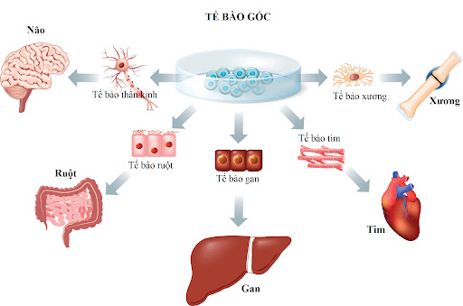 Nâng cao hệ miễn dịch bằng cách tăng sinh tế bào gốc nội sinh - Ảnh 2.