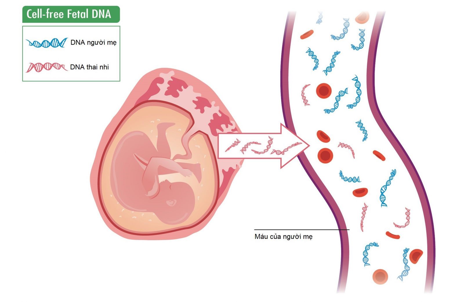 Nồng độ DNA thai nhi là gì - Giải thích và ý nghĩa quan trọng