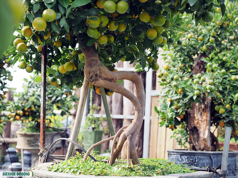 Độc đáo quất Bonsai “Thuận buồm xuôi gió” trưng tết 2022 - Ảnh 8.