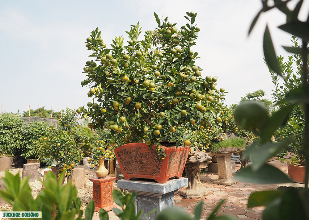 Độc đáo quất Bonsai “Thuận buồm xuôi gió” trưng tết 2022 - Ảnh 11.