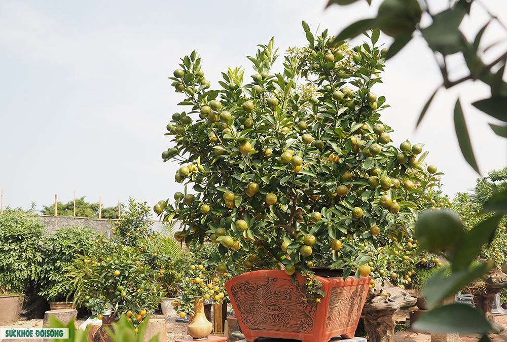 Độc đáo quất Bonsai “Thuận buồm xuôi gió” trưng tết 2022 - Ảnh 4.