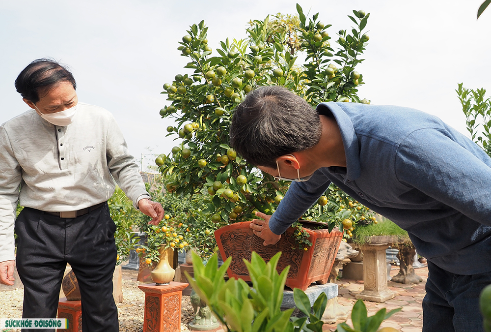 Độc đáo quất Bonsai “Thuận buồm xuôi gió” trưng tết 2022 - Ảnh 5.