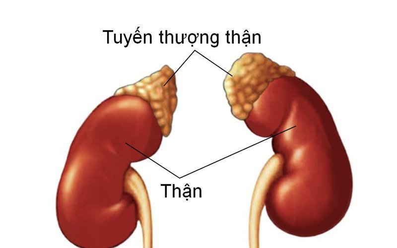 Suy tuyến thượng thận nguy hiểm thế nào? Các thuốc dùng để chữa