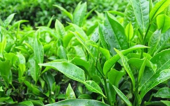 Những lưu ý khi tắm lá ở người viêm da cơ địa - Ảnh 2.