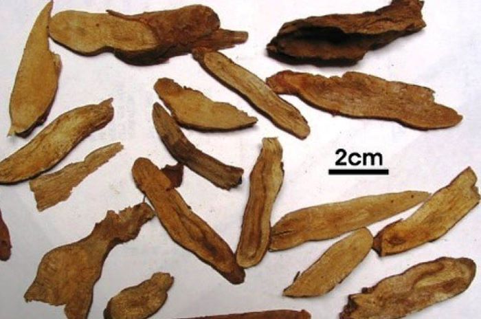 Ô dược - Thuốc ôn thận, tán hàn - Ảnh 2.