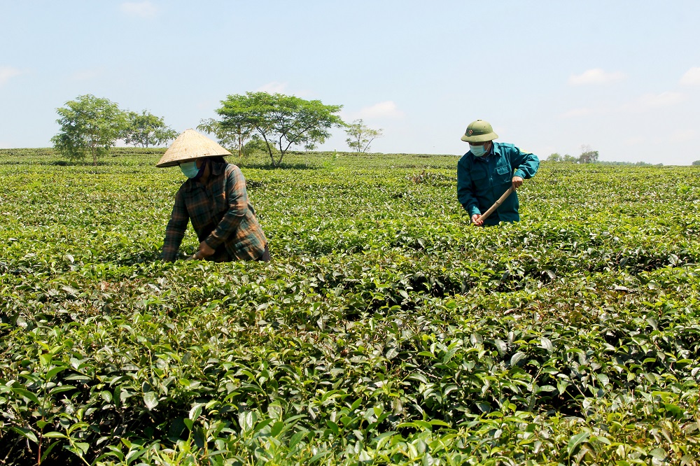 Thái Nguyên: Tỷ lệ hộ nghèo giảm mạnh, hướng tới mục tiêu phát triển bền vững- Ảnh 3. Thái Nguyên: Tỷ lệ hộ nghèo giảm mạnh, hướng tới mục tiêu phát triển bền vững- Ảnh 3.