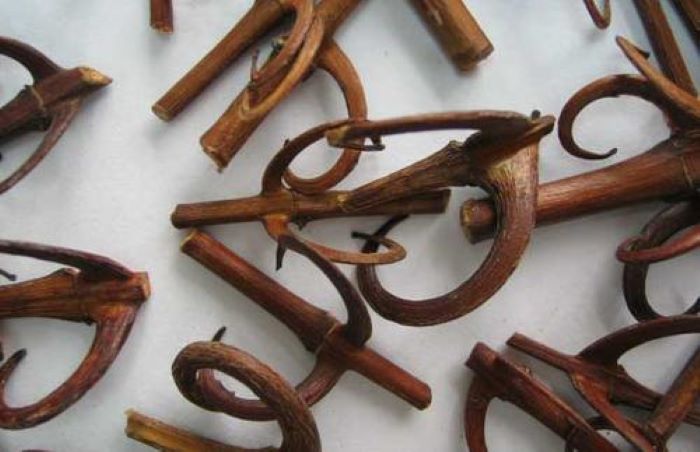 Câu đằng – thuốc thanh nhiệt, bình can tức phong - Ảnh 2. Câu đằng – thuốc thanh nhiệt, bình can tức phong - Ảnh 2.