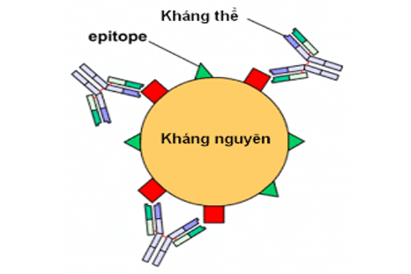 Hiểu thêm về liệu pháp kháng thể đơn dòng trong điều trị COVID-19 - Ảnh 2.