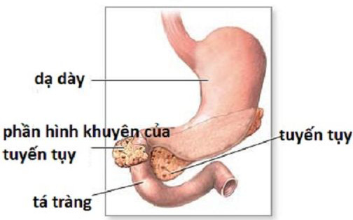 Tắc tá tràng ở trẻ sơ sinh - Mẹ cần biết để phát hiện sớm