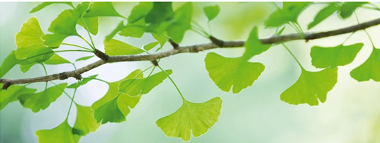 Vai trò Ginkgo Biloba (Egb761) trong suy giảm nhận thức nhẹ - Ảnh 1.