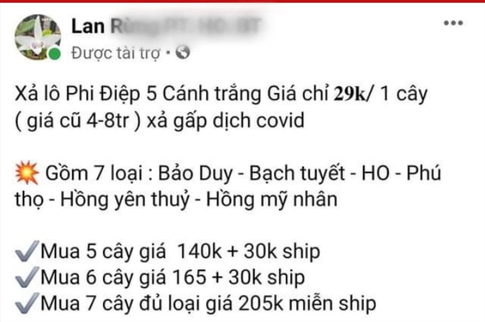 Người mua lan đột biến giờ chỉ muốn đột tử - Ảnh 1.