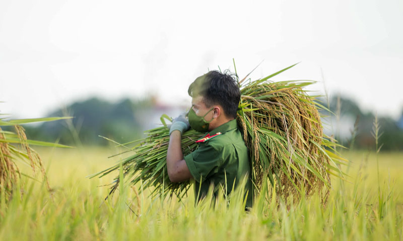 Bất chấp đại dịch COVID-19, nông dân Hà Nội vẫn thắng vụ mùa - Ảnh 1.