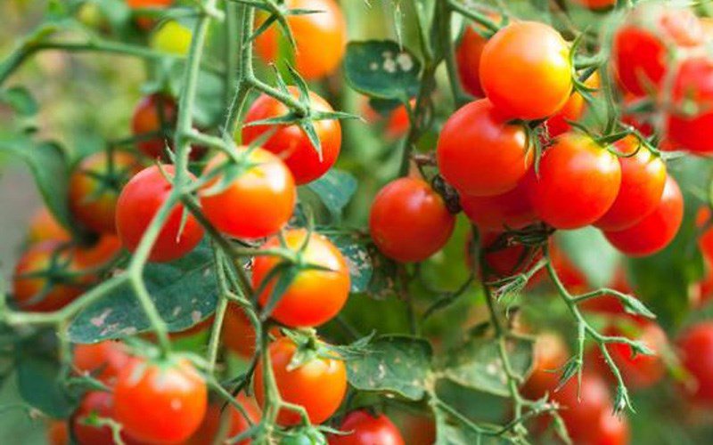 7 lợi ích sức khỏe của cà chua ít người biết đến - Ảnh 3.