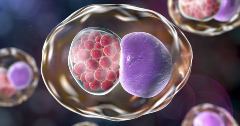 Tương tự như bệnh lậu, Chla chỉ lây truyền qua giao hợp không bảo vệ. Tương tự như bệnh lậu, Chla chỉ lây truyền qua giao hợp không bảo vệ.