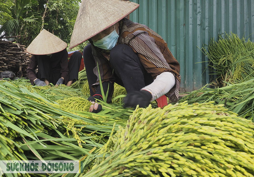 Cận cảnh quy trình “luyện” cốm giữa Thủ đô - Ảnh 3.