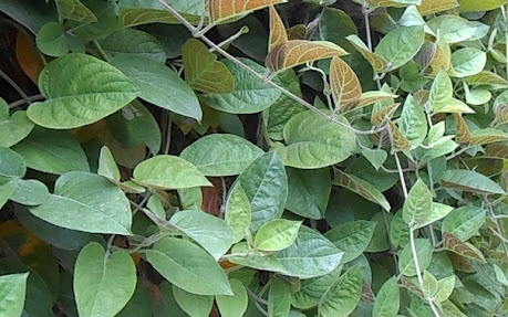 Lá mơ lông, rau gia vị chữa bệnh