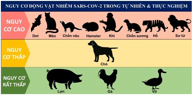 Hình 1: Nguy cơ động vật nhiễm SARS-CoV-2 trong tự nhiên và gây nhiễm thực nghiệm