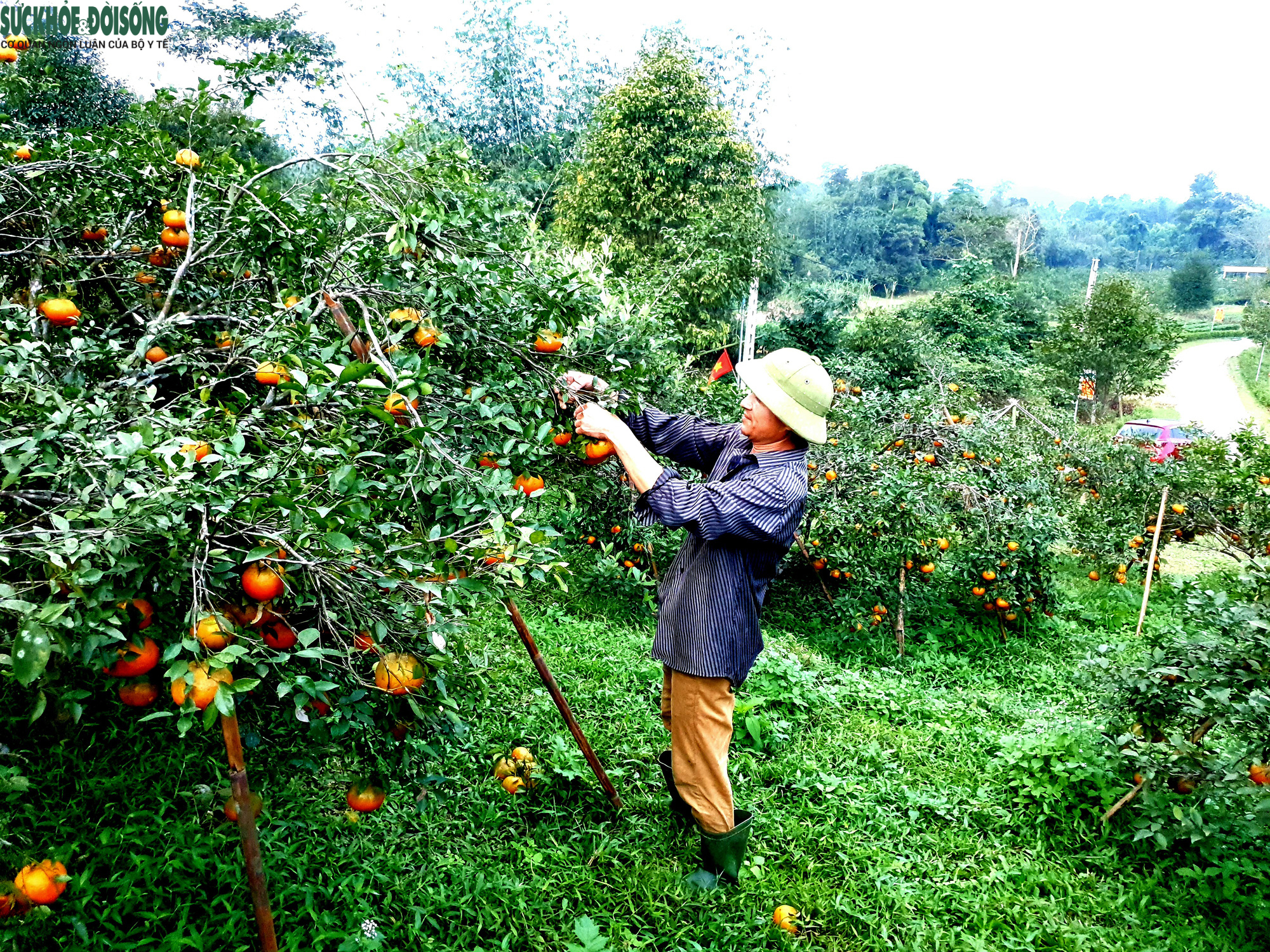 Cam đặc sản Hà Tĩnh chín đỏ rực chờ Tết - Ảnh 10.