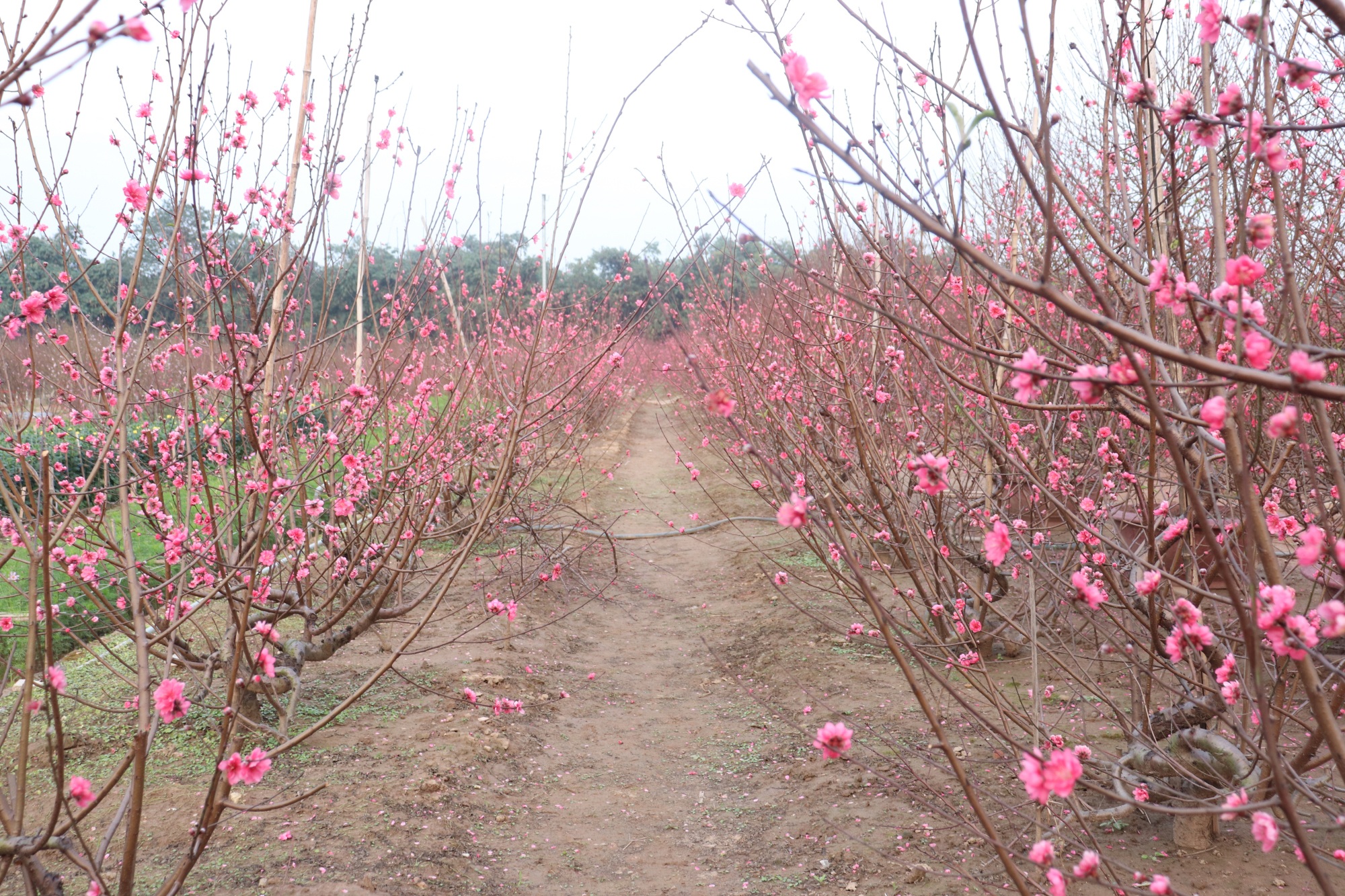 Vườn đào Nhật Tân nở rộ những ngày giáp Tết - Ảnh 2.