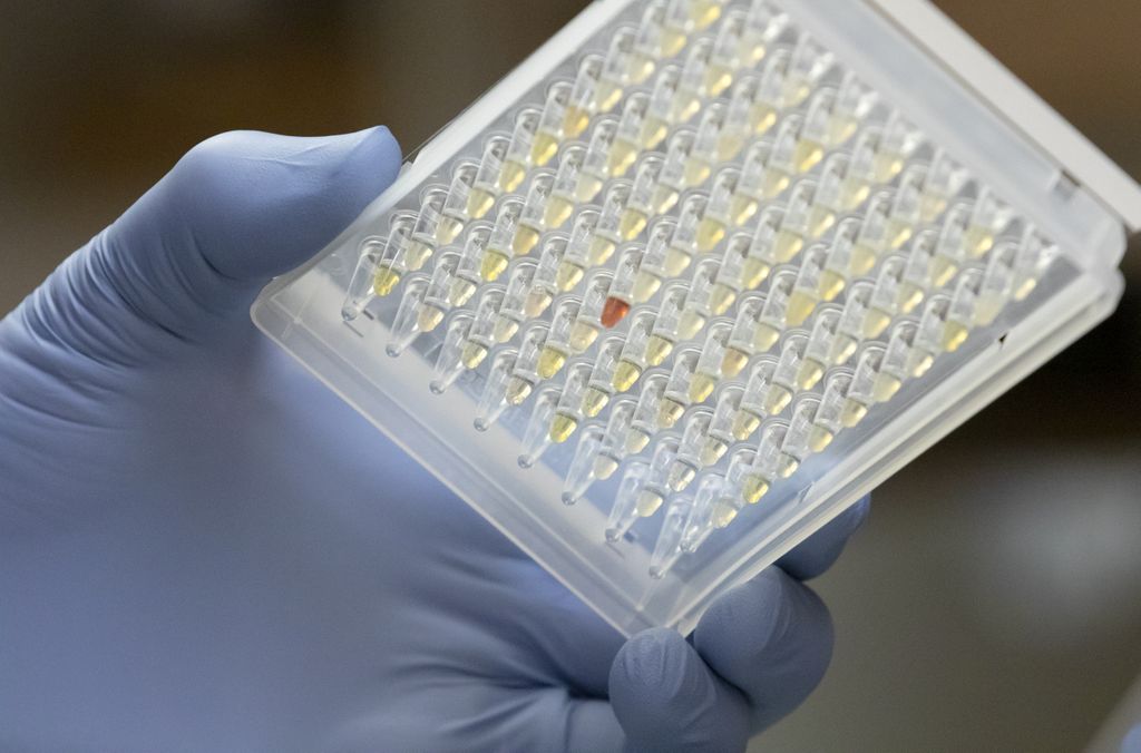 Sẽ có lúc con người đạt "siêu miễn dịch" đối với COVID-19? - Ảnh 1.