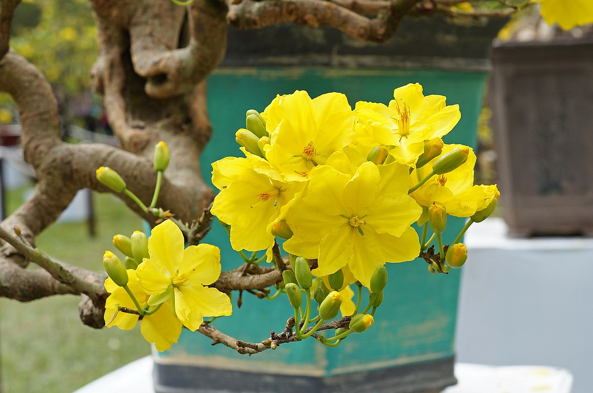 Chi tiết với hơn 70 ảnh hoa mai ngày tết hay nhất - thtantai2.edu.vn