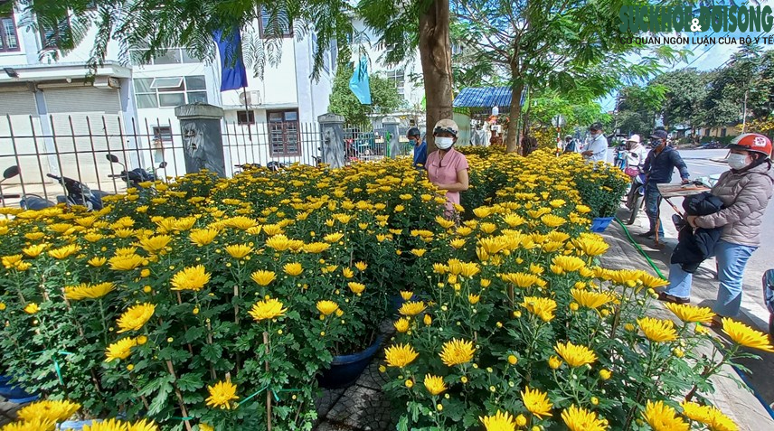 Cận cảnh cây mai được 'hét' giá hàng tỉ đồng tại chợ hoa xuân ở Huế - Ảnh 10.