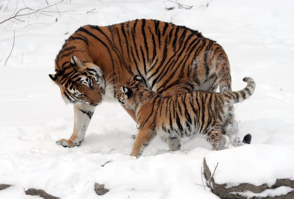 100 hình ảnh con hổ trắng đẹp3d chất ngầu nhất hiện nay  ALONGWALKER