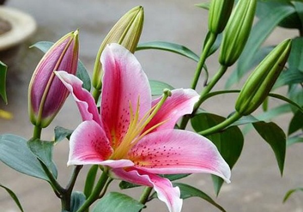 Hoa ly đẹp hoa đẹp ly Được tạo ra bởi những người nghệ sĩ hoa tài ba