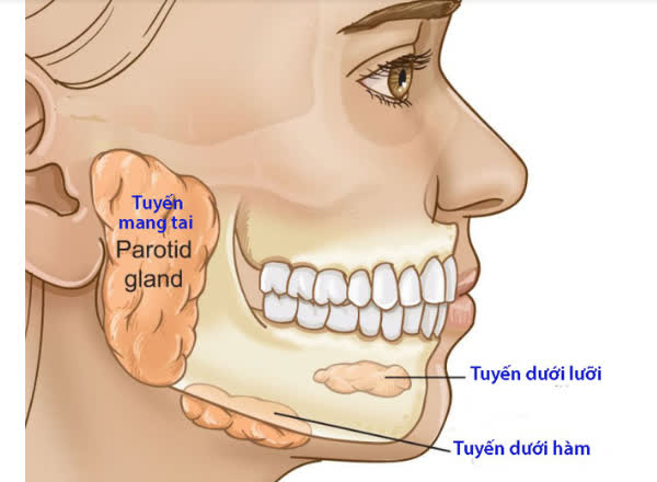 U tuyến nước bọt: Dấu hiệu nhận biết, nguyên nhân và điều trị - Ảnh 1.