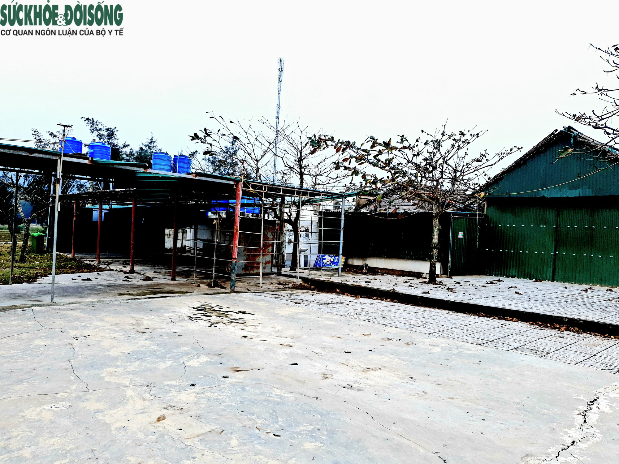 Ảnh hưởng dịch, nhà hàng quán ăn đóng cửa, bãi biển đẹp thành nơi chăn bò - Ảnh 8.