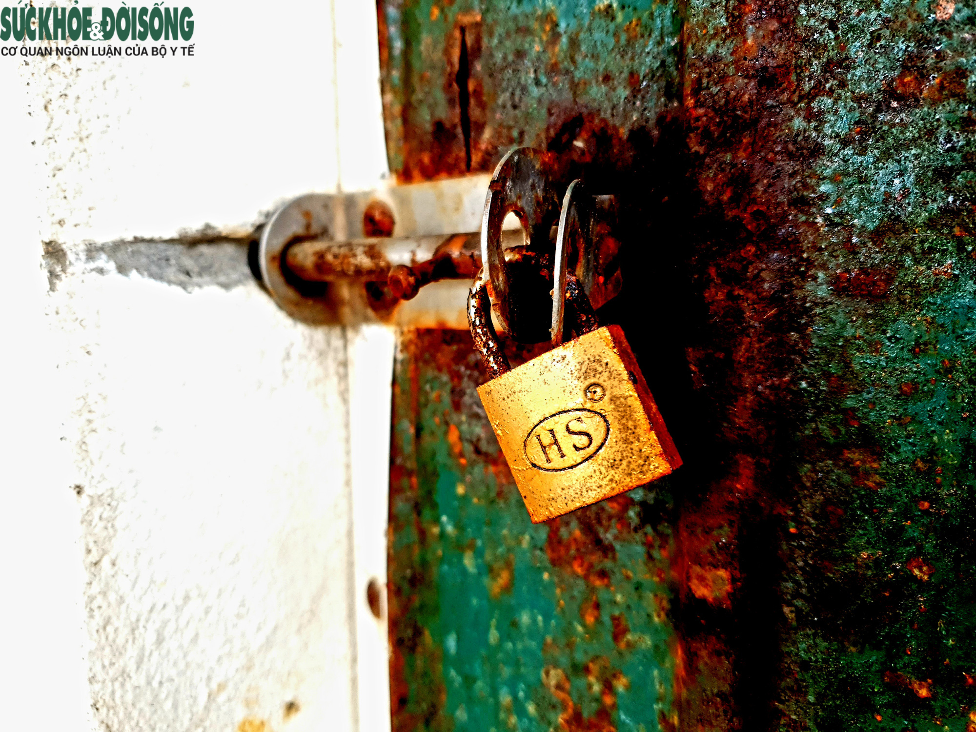 Ảnh hưởng dịch, nhà hàng quán ăn đóng cửa, bãi biển đẹp thành nơi chăn bò - Ảnh 5.