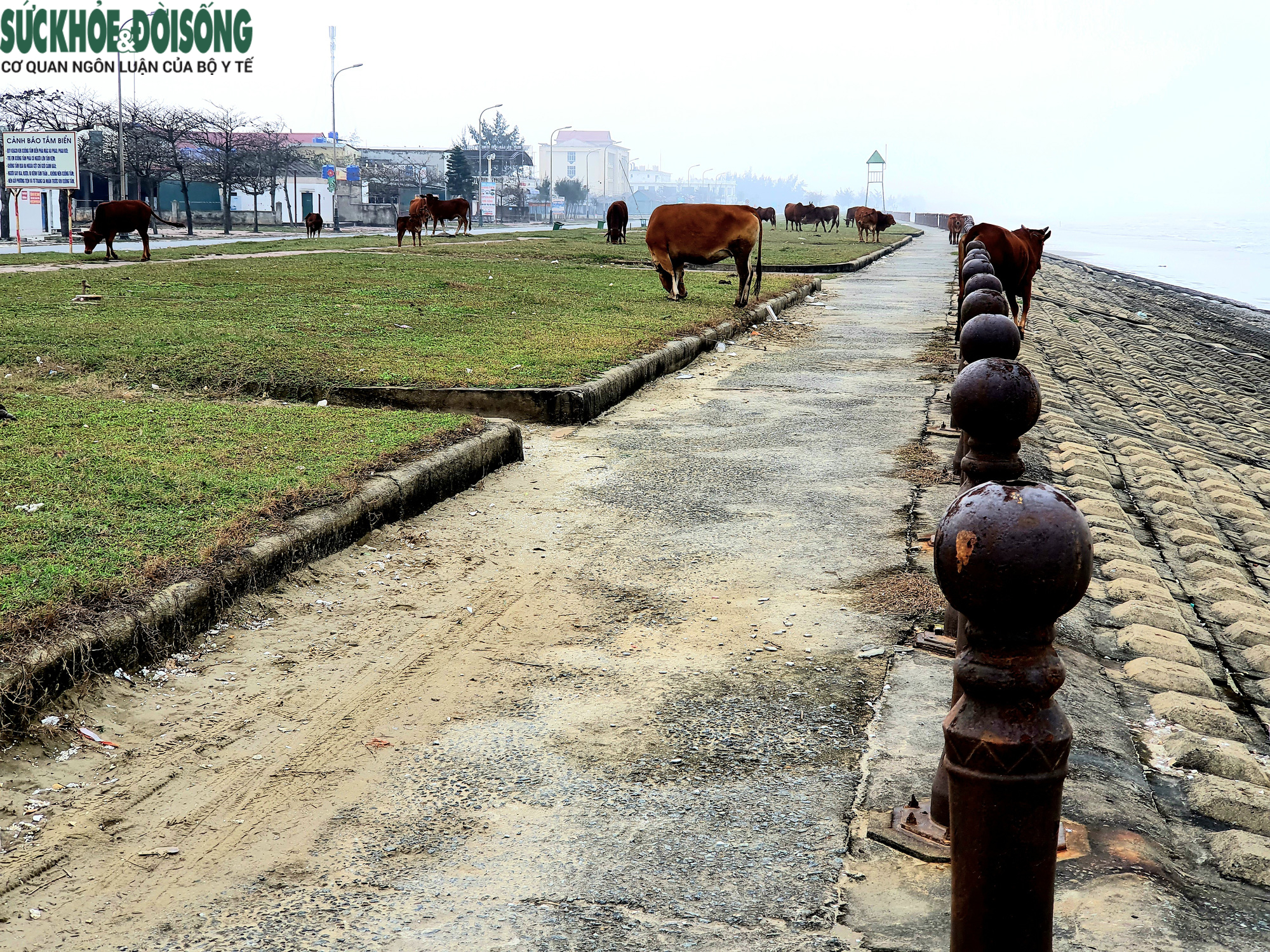 Ảnh hưởng dịch, nhà hàng quán ăn đóng cửa, bãi biển đẹp thành nơi chăn bò - Ảnh 12.