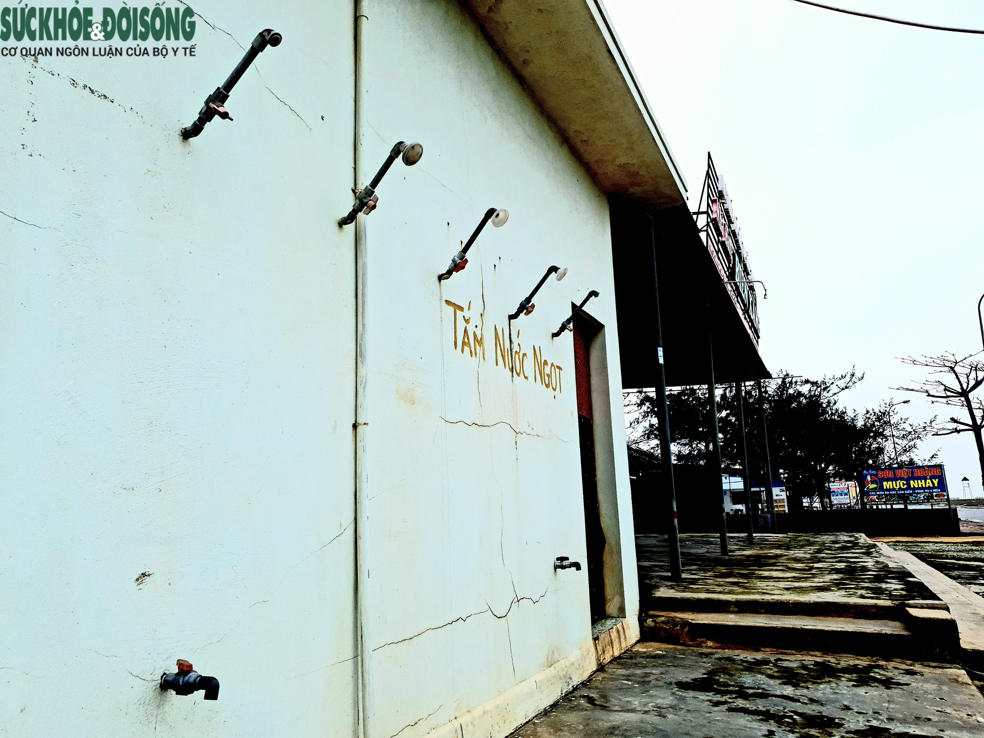 Ảnh hưởng dịch, nhà hàng quán ăn đóng cửa, bãi biển đẹp thành nơi chăn bò - Ảnh 11.