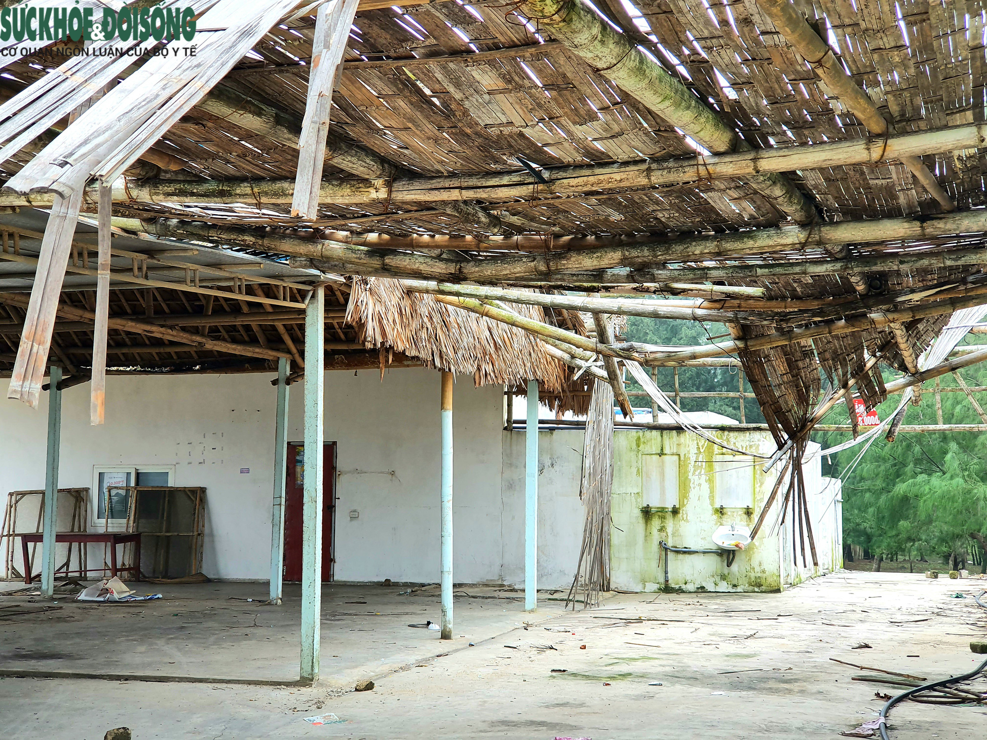 Ảnh hưởng dịch, nhà hàng quán ăn đóng cửa, bãi biển đẹp thành nơi chăn bò - Ảnh 3.