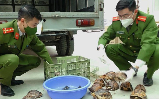 Thả cá thể Vích quý hiếm và 93 rùa con về biển Hòn Cau- Ảnh 2.