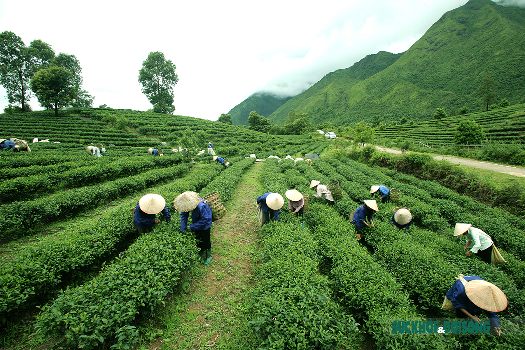 Khám phá đồi chè Bản Bo xanh mướt đẹp như tranh trên đất Tam Đường - Ảnh 1.