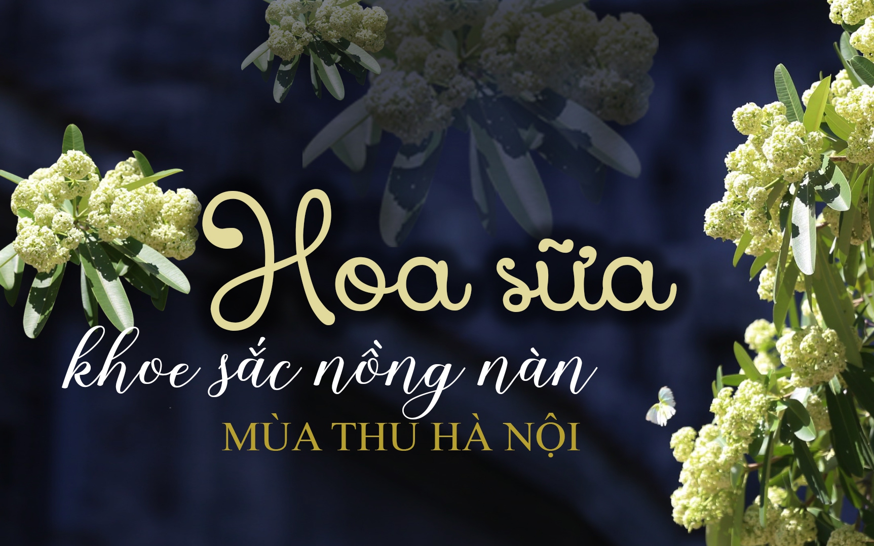 Hoa sữa khoe sắc nồng nàn mùa thu Hà Nội