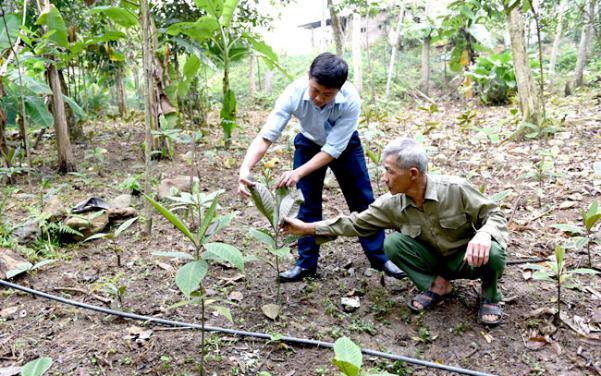 Người nông dân ở Tuyên Quang cải thiện đời sống nhờ bảo tồn, phát triển cây dược liệu quý