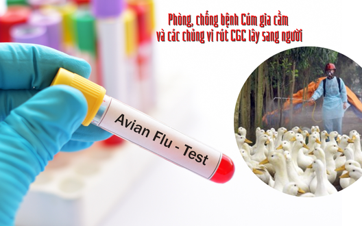 Đề nghị Phú Thọ tăng cường chống cúm gia cầm sau vụ  bé gái mắc cúm A(H5) vì ăn ngan, gà ốm