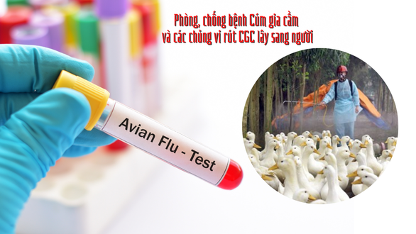 Bé gái ở Phú Thọ mắc cúm A(H5) từng ăn ngan, gà ốm: Bộ Y tế khỉ đạo khẩn - Ảnh 1.