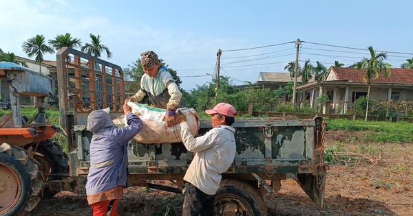 Người nông dân lao đao vì hàng trăm ha sắn có nguy cơ mất trắng sau mưa lũ