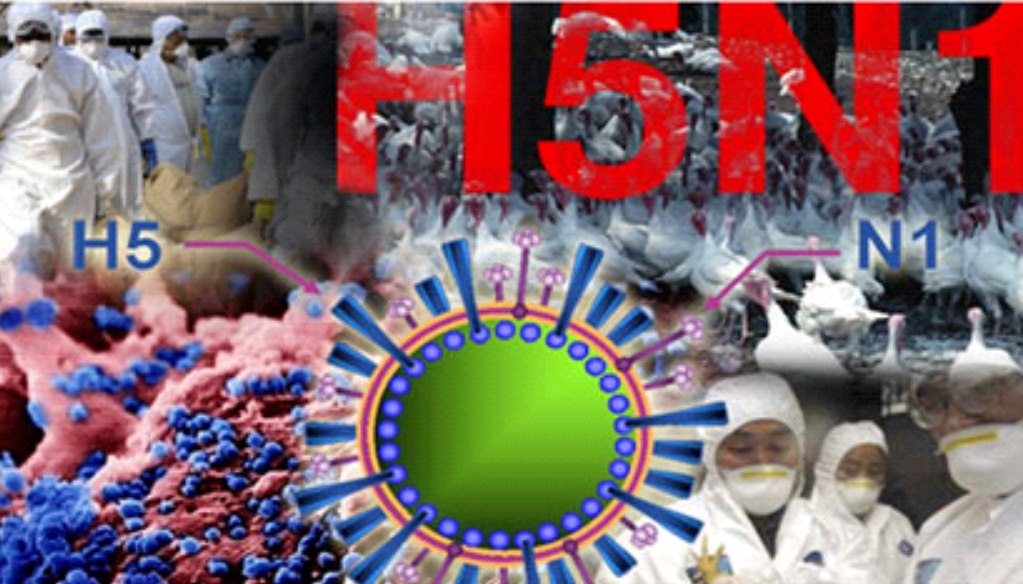 Người bị nhiễm cúm A/H5N1 thường tử vong với tỷ lệ cao, Bộ Y tế khuyến cáo 5 biện pháp phòng, chống- Ảnh 1.