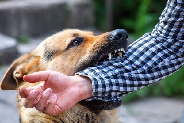 Làm sao để giảm thiểu nguy cơ chó bị nhiễm virus dại và lây lan bệnh cho người khác?
