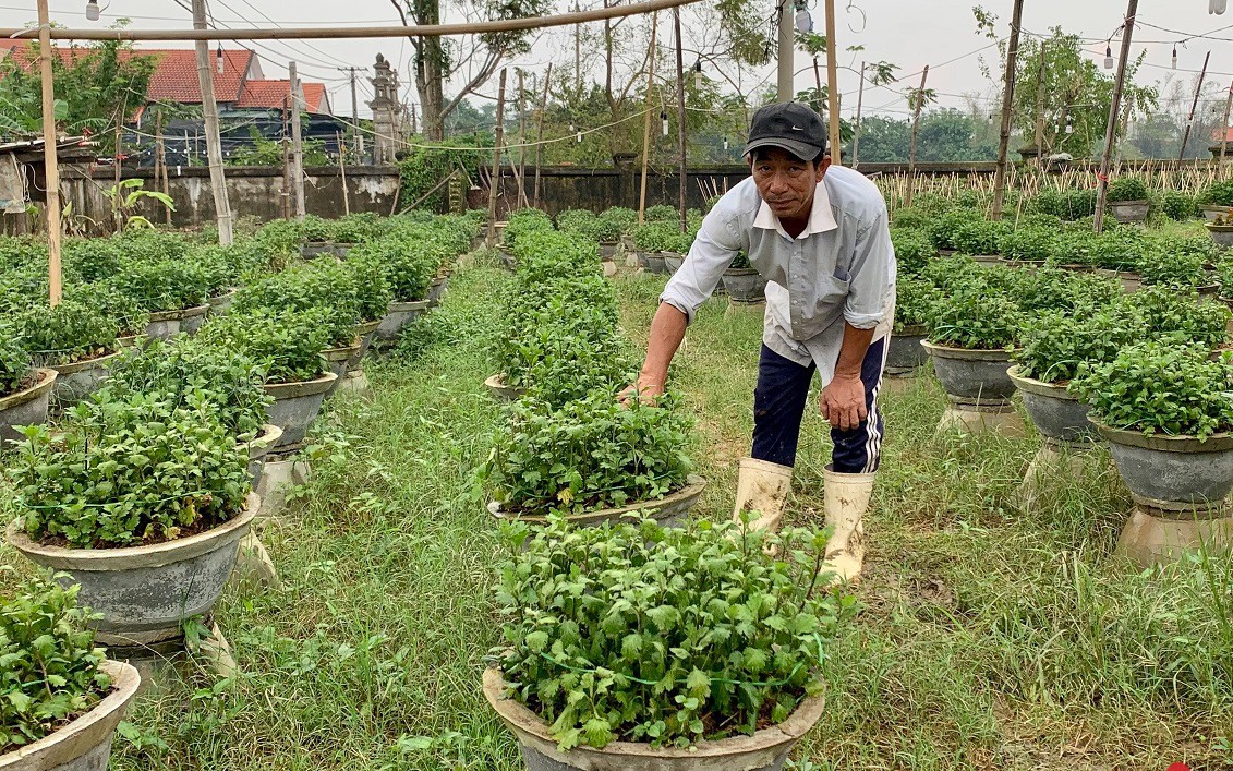 Hoa Tết bị nước lũ nhấn chìm, người dân xứ Huế lo trắng tay