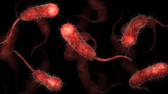 Mỹ đối mặt với sự lây lan vi khuẩn ăn thịt người - Vibrio vulnificus - Ảnh 3.